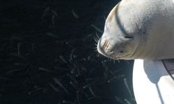 Nesli tükenme tehlikesi altında olan ’Akdeniz Foku’ tekneye sığındı