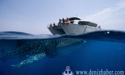 Katar’da Balina Köpekbalığı Zamanı