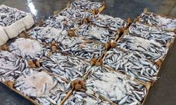İzmirli balıkçılar sezondan umutlu