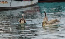5 pelikan balıkçı barınağında mola verip balık avladı