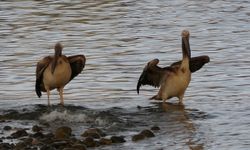 Oltaya takılan pelikanları  balıkçılar kurtardı