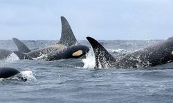 STK, Bering Denizinde Trol Ağlarında 10 Orca Ölümünün Ardından  NOAA'ya Dava Açmayı Planlıyor