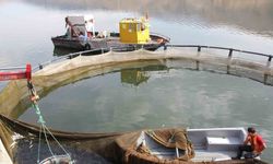 Çat Barajı soğuk suyu ile kafes balıkçılığının vazgeçilmezi