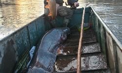 Meriç Nehrinde dev yayın balığı yakalandı