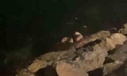 Mudanya sahilinde su samurları görüldü