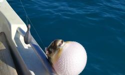 Mersinli balıkçılar ’balon balığı avcılığına yönelik teşvik’ten memnun