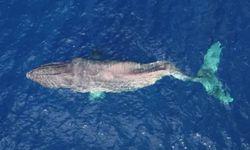 Amazon Ormanları'nda kambur balina cesedi bulundu