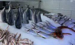 Türk balıkçısı Çin pazarına ağ atacak