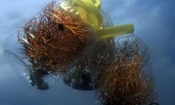Marmara Denizi’ne ekilen mercanlar iki kat gelişim sağladı: Bölgede biyoçeşitlilik artıyor