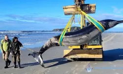Yeni Zelanda’da nadir görülen balina karaya vurdu