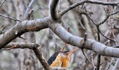 Dağlıca bölgesinde Hint gölet balıkçıl kuşu görüntülendi