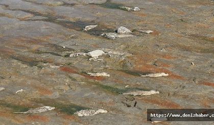 Amasya'da barajlardaki su miktarı dip yaptı, balıklar ölüyor!