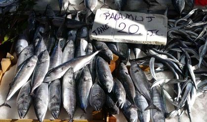 Karadeniz’de palamut avcılığının 15 gün daha sürmesi bekleniyor