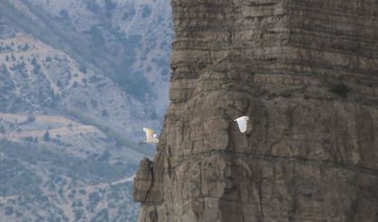 Erzurum’da büyük ak balıkçıl dron ile görüntülendi