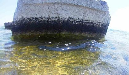 Van Gölü’nde Kayı tamgalı ve haç işaretli taşlar bulundu