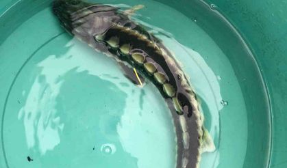Balıkçı ağına takılan, nesli tehlike altında olan mersin balığı denize salındı