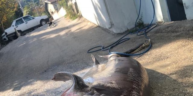 500 kiloluk dev  köpek balığı ağlara takıldı