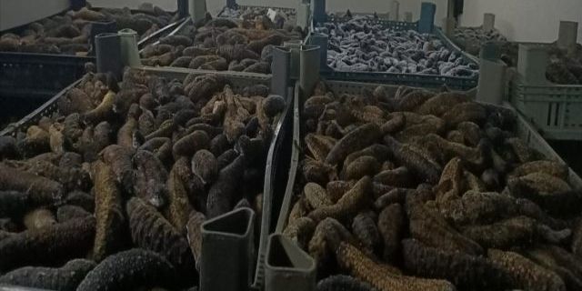 Çanakkale'de 5 ton deniz patlıcanı ele geçirildi
