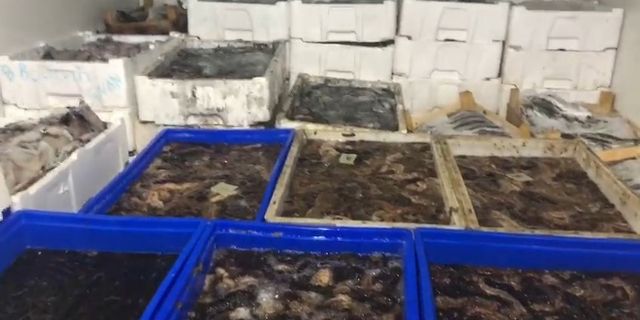 Çanakkale’de bir ton deniz patlıcanı ele geçirildi