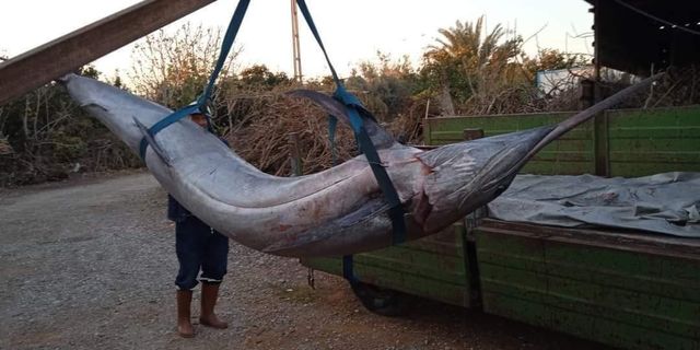 Balıkçı ağlarına “Blue Marlin” balığı takıldı