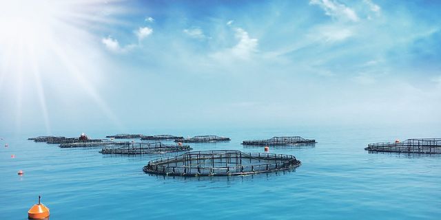 Balıkçılık ve Su ürünlerinde ihracat hedefi 2 milyar dolar