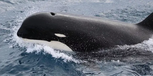 Japonya’da balıkçı teknesi balina ile çarpıştı: 6 yaralı