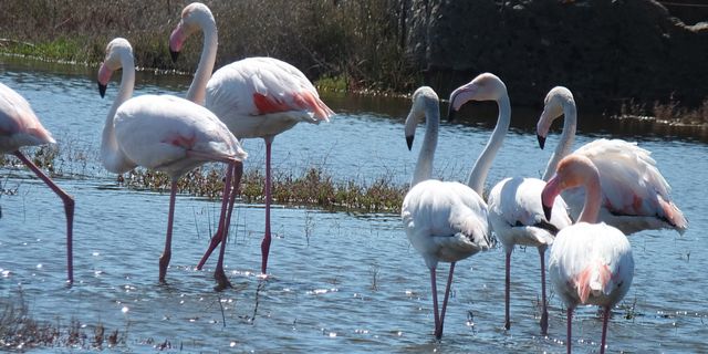  Balıkesir sahillerinde Flamingo güzelliği yaşanıyor 