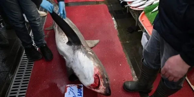 "Camgöz" cinsi köpekbalığını satmak isteyen işletmeye 33 bin lira ceza