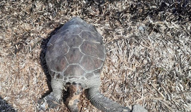 Datça’da deniz kaplumbağası sahile vurdu
