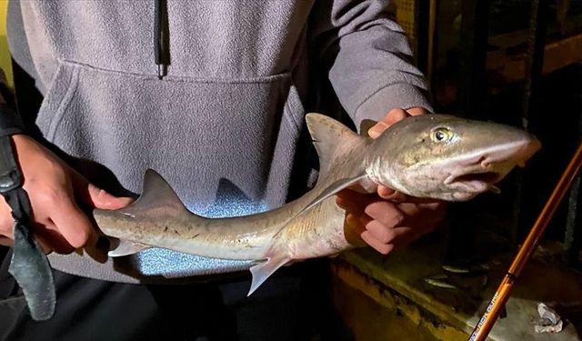 Üsküdar'da bir gencin oltasına yavru köpek balığı takıldı