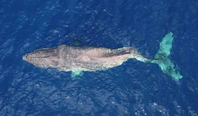 Amazon Ormanları'nda kambur balina cesedi bulundu