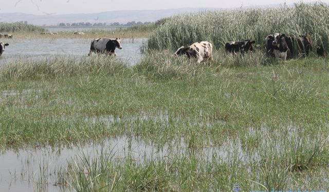 Süt inekleri Manyas Gölü’ne girip serinliyor