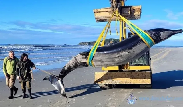 Yeni Zelanda’da nadir görülen balina karaya vurdu