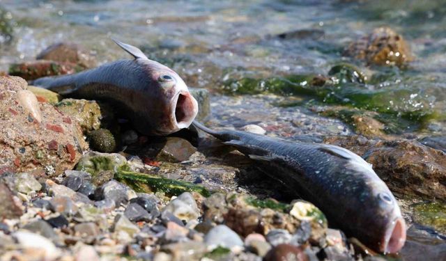 İzmir Körfezi’nde zehirli plankton saldırısı