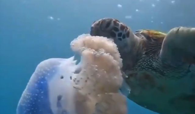 Caretta carettanın deniz anasını yediği görüntülerle denizi kirletenlere ’çevre’ mesajı