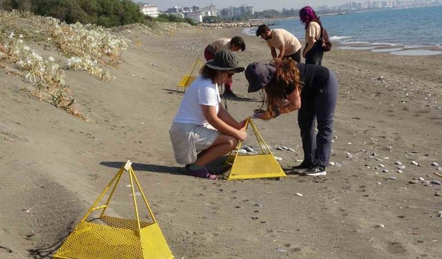 Çıkışlar tamamlandı, son yavrular denizle buluştu