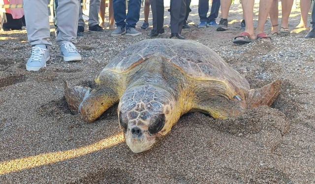 Tedavileri tamamlanan 2 caretta caretta denize bırakıldı