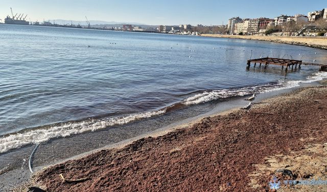 Marmara Denizi’nde lodos sonrası kıyılara kızıl yosun vurdu