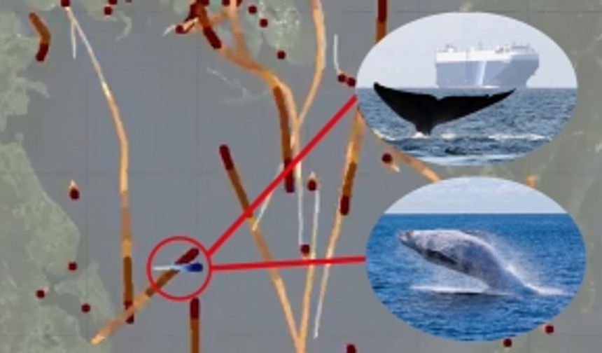 Takip cihazı takılan mavi balinanın gemilerden kaçışı böyle görüntülendi!