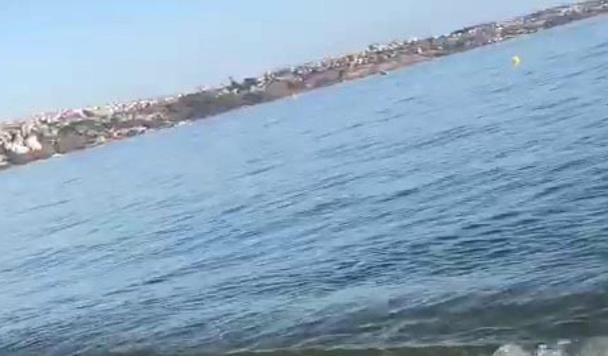 Marmara Denizi’nde caretta caretta kıyıya vurdu