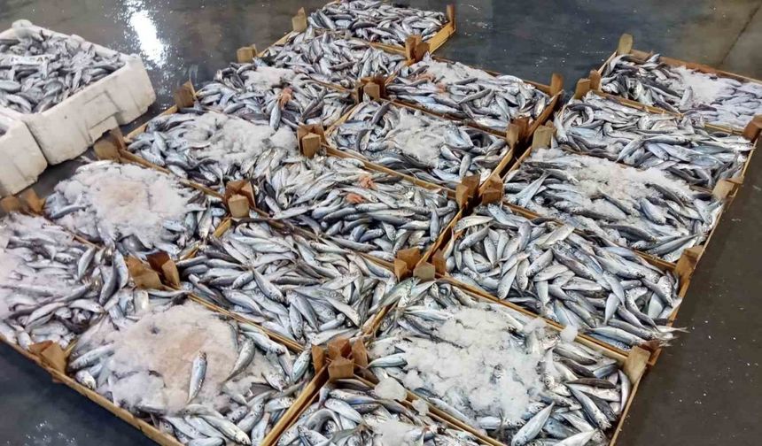 İzmirli balıkçılar sezondan umutlu