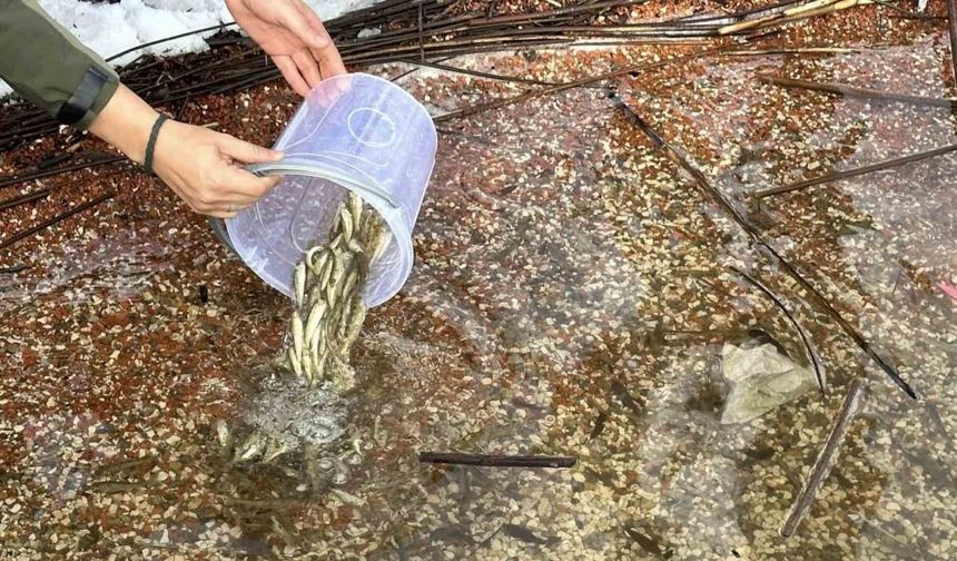 Abant Gölü Milli Parkı’na 3 bin 500 yavru balık bırakıldı