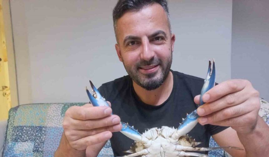 Sinop’ta amatör balıkçının ağına nadir görülen mavi yengeç takıldı