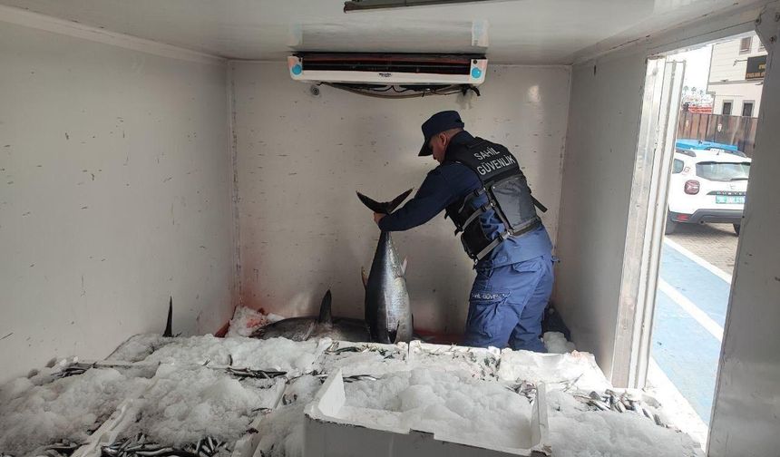 Ayvacık’ta Sahil Güvenlik ekiplerince avlanması yasak 11 orkinos ele geçildi