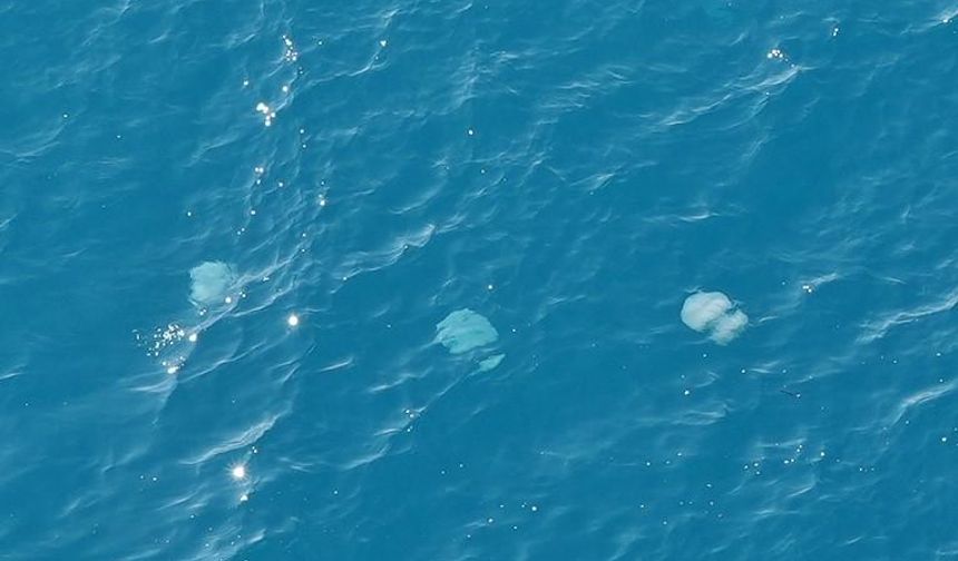Dev denizanalarının sürü halindeki geçişleri dron ile görüntülendi