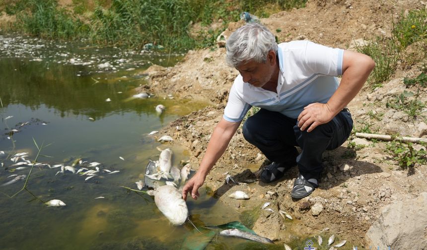 Zehir akan Nilüfer Çayı'nda balık katliamı