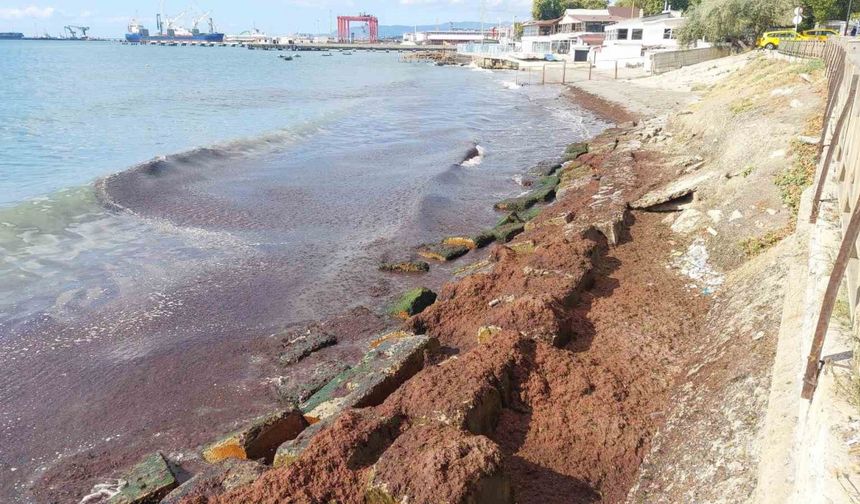 Marmara Denizi’nde kızıl yosun alarmı