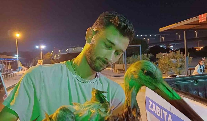 Yalova’da denizde yorgun şekilde bulunan leylek bakıma alındı