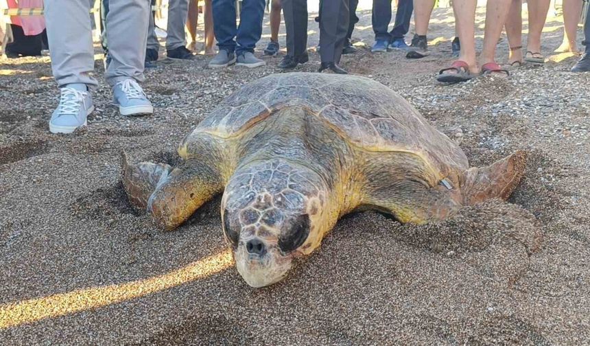 Tedavileri tamamlanan 2 caretta caretta denize bırakıldı