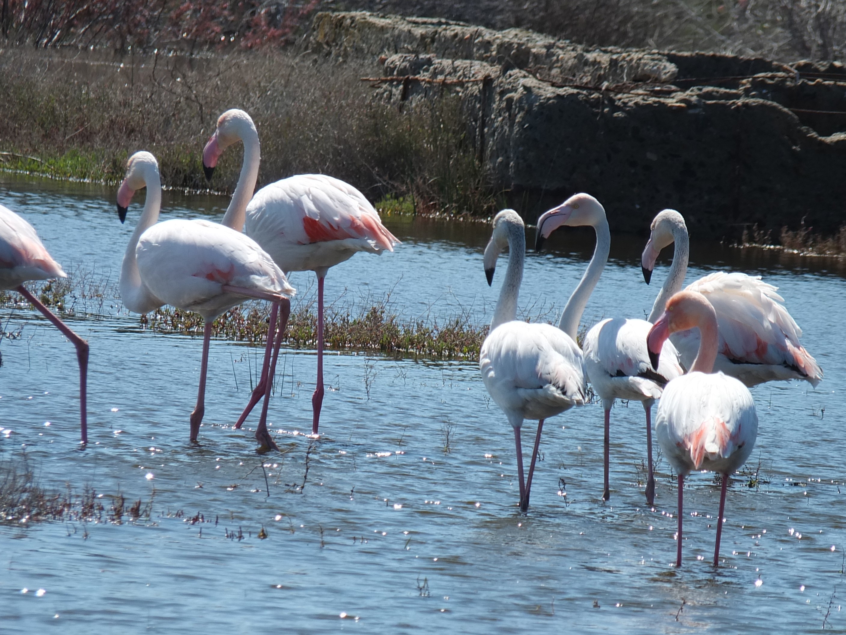  Balıkesir sahillerinde Flamingo güzelliği yaşanıyor 